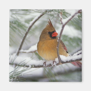 Aimant Cardinalis femelle dans un pin enneigé,