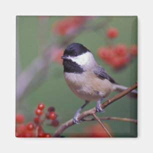 Aimant Carolina Chickadee