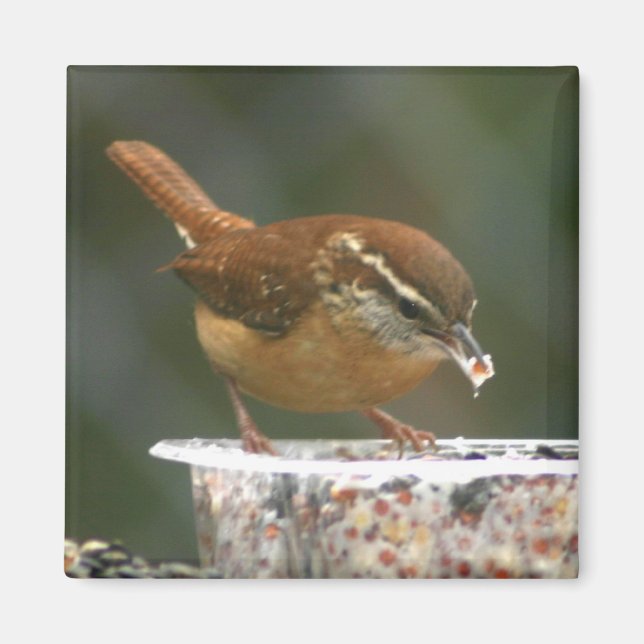 Aimant Carolina Wren (Devant)