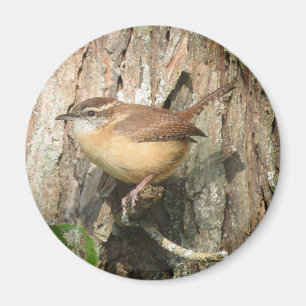 Aimant Carolina Wren