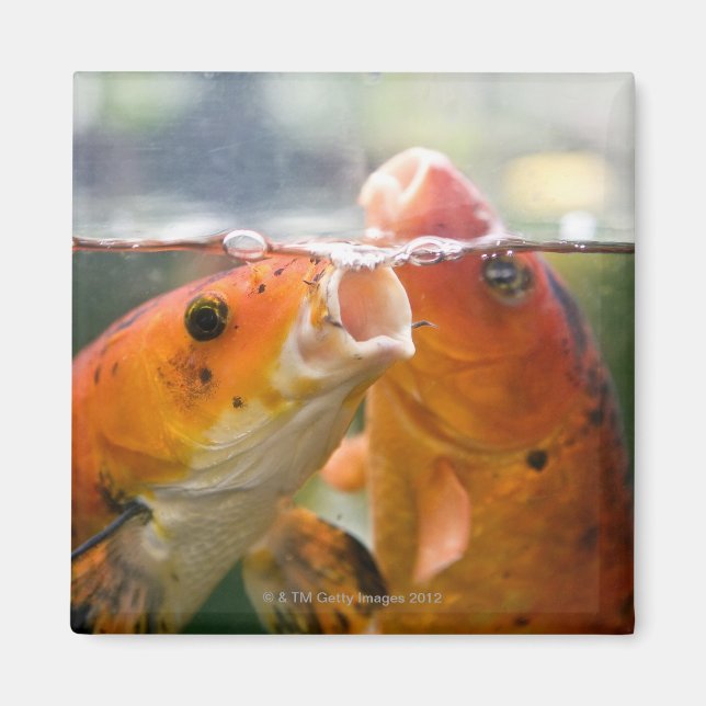 Aimant Carpes de Koi (Devant)