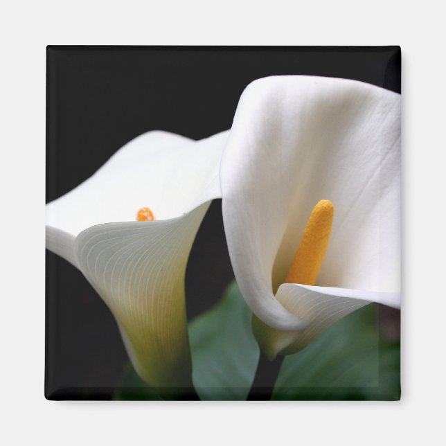 Aimant Carré blanc à la lueur de Calla (Devant)