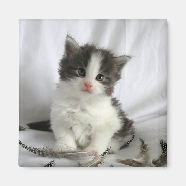 Aimant carré Cute Maine Coon (Devant)