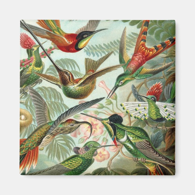 Aimant Carré de colibris (Devant)