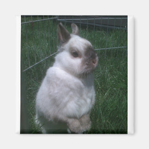 Aimant carré de lapin