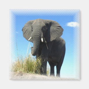 Aimant Carré d'éléphants africains