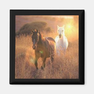 Aimant carré galopant de chevaux sauvages