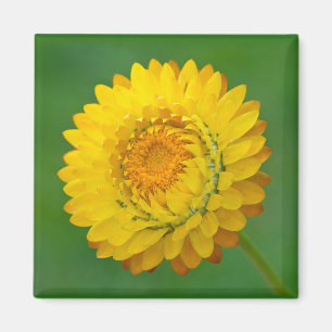 Aimant carré jaune de Strawflower