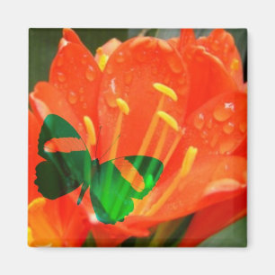 Aimant Carré Papillon Fleur d'Orange