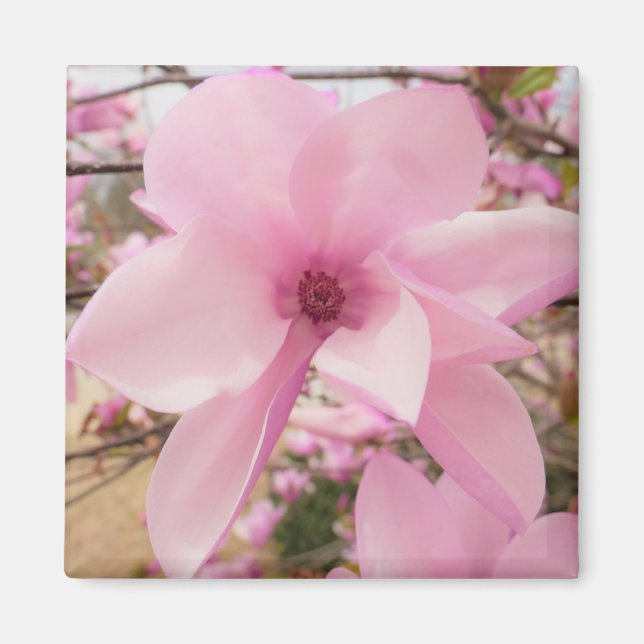 Aimant Carré rose Magnolia (Devant)