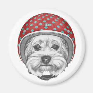 Aimant Casse-cou de Yorkshire Terrier