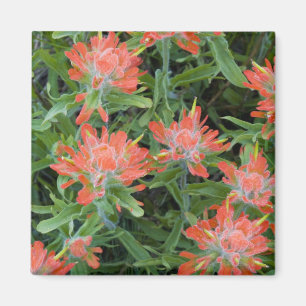 Aimant Castilleja des Indiens fleurs sauvages dans les Ma
