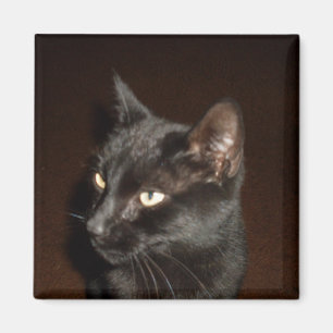 aimant CAT NOIR