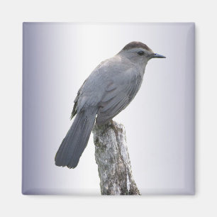 Aimant Catbird