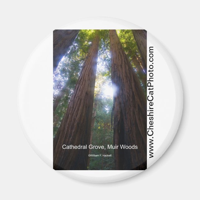 Aimant Cathedral Grove, Muir Woods Produits Californie (Devant)