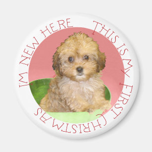 Aimant Cavachon chiot premier Noël