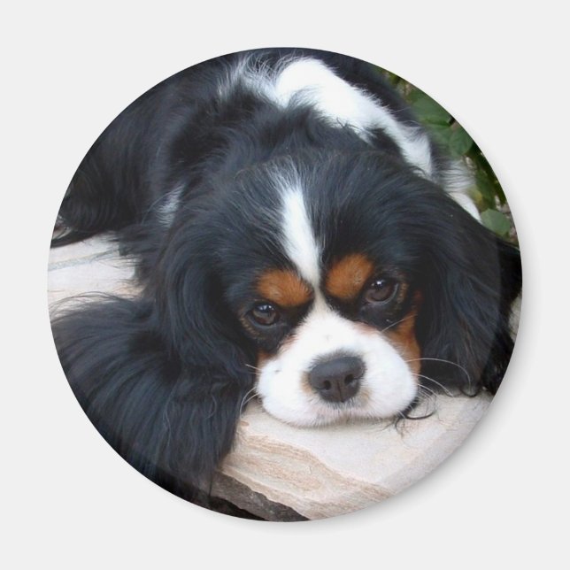 Aimant Cavalier King Charles (Devant)