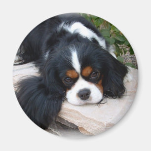 Aimant Cavalier King Charles Spaniel