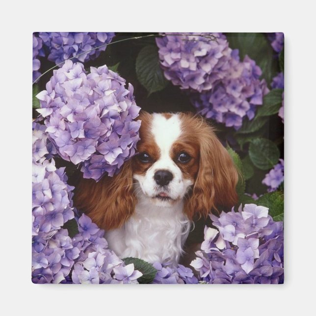 Aimant Cavalier King Charles Spaniel Rouge et blanc (Devant)
