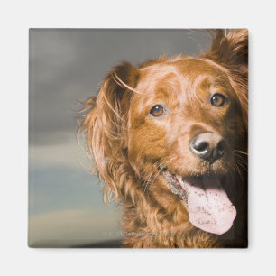 Aimant Ce chien est chien d'arrêt d'or de partie