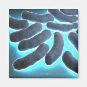 Aimant cellules d'E-coli
