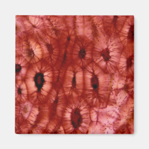 Aimant Cellules de Sclerenchyma d'un cerisier