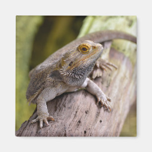 Aimant Central bearded dragon on branch postcard coffee m