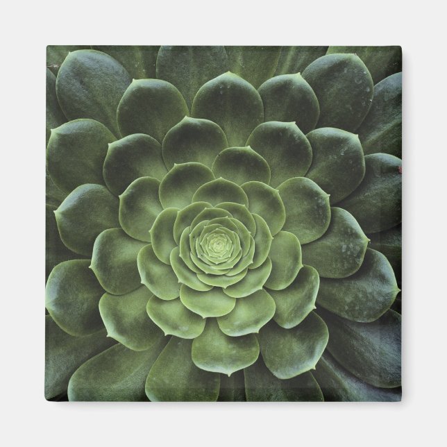 Aimant Centre de Cactus (Devant)