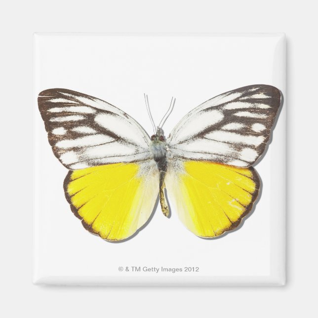 Aimant Cepora aspasia (Devant)