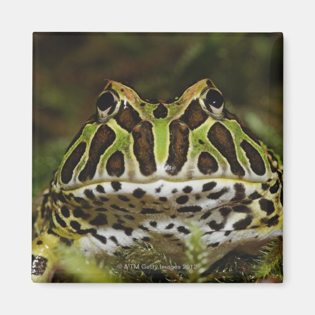 Aimant Ceratophrys cranwelli (Devant)