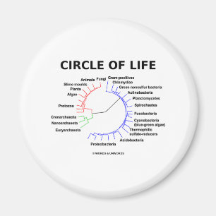 Aimant Cercle de la vie (arbre phylogénétique circulair