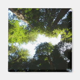 Aimant Cercle de séquoias à Redwood National Park
