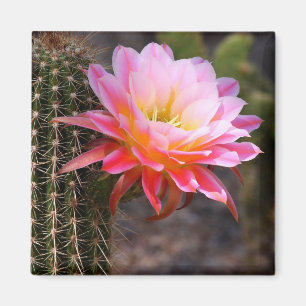 Aimant Cereus en fleur de cactus roses
