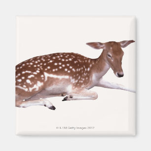 Aimant cerf 2