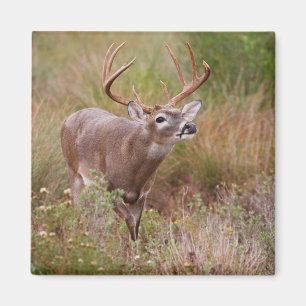Aimant Cerf à queue blanche Automne au Texas
