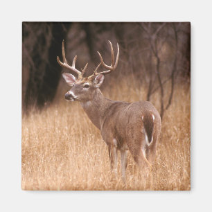 Aimant Cerf à queue blanche Choke Canyon State Park, TX