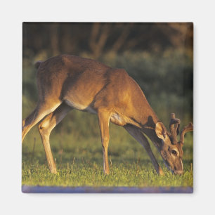 Aimant Cerf à queue blanche, Odocoileus virginianus
