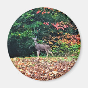 Aimant Cerf dans la forêt, Oregon