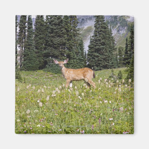 Aimant Cerf dans Paradise Park