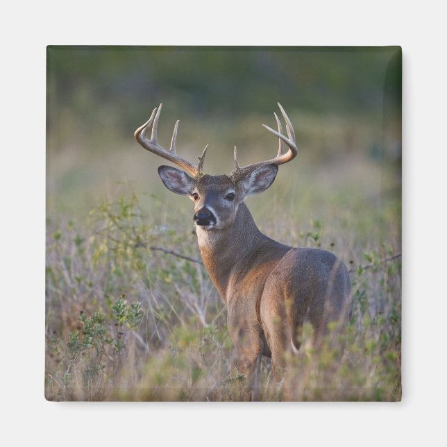 Aimant cerf de Virginie Odocoileus virginianus (Devant)