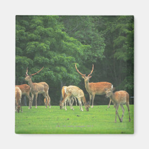 Aimant Cerfs communs de Sika se tenant dans une clairièr