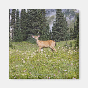 Aimant Cerfs communs en parc de paradis