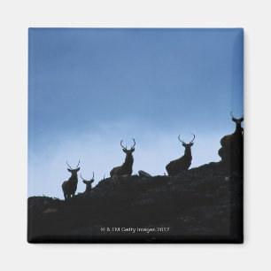 AIMANT CERFS COMMUNS ROUGES (CERVUS ELAPHUS) SILHOUETTÉS