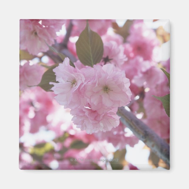 Aimant Cerise en fleurs 4 (Devant)