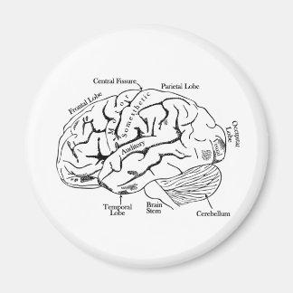 Aimant Cerveau humain