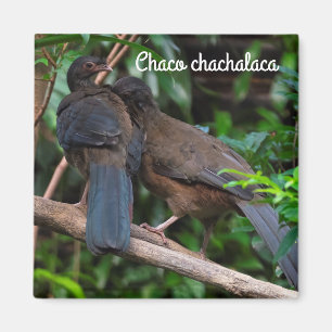 Aimant Chaco chachalaca