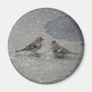 Aimant Chaffinch Me nourrir