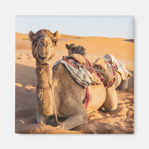 Aimant Chameau dans le désert d'Oman
