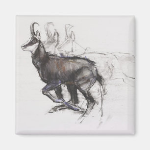 Aimant Chamois courant