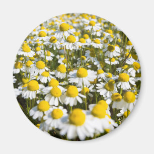 Aimant Champ chamomile, Hongrie